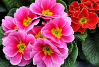 Bitesize Biodiversity        